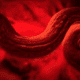 Illustration for article titled Five Deadly Parasites That Have Crossed the Globe